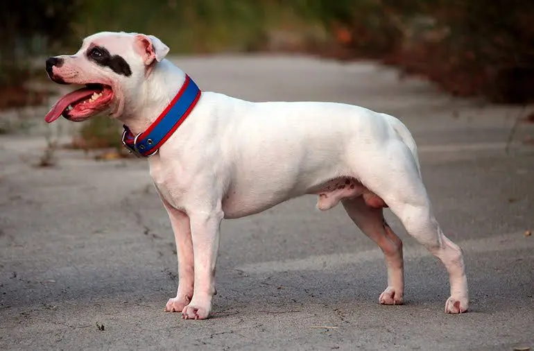 Staffordshire-bull-terrier-blanco-de-costado