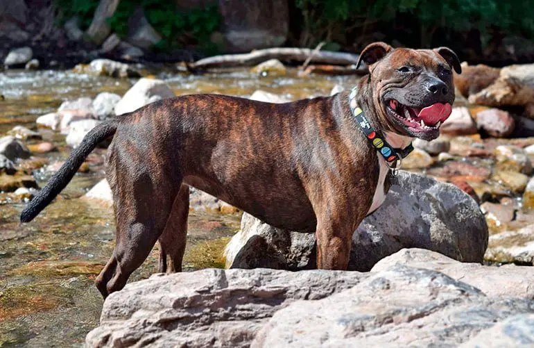 Staffordshire-bull-terrier-jugando-en-el-rio