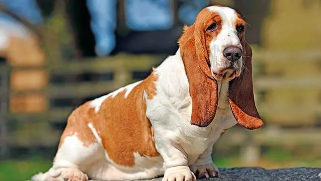 perro basset hound