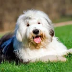 bobtail1