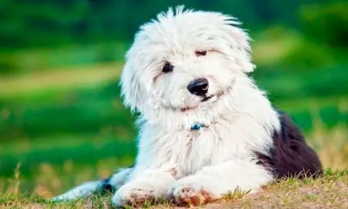 bobtail tumbado