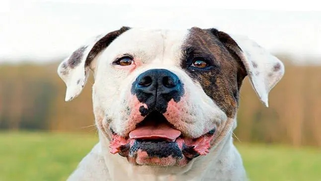 bulldog americano perro