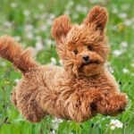 caniche mini corriendo