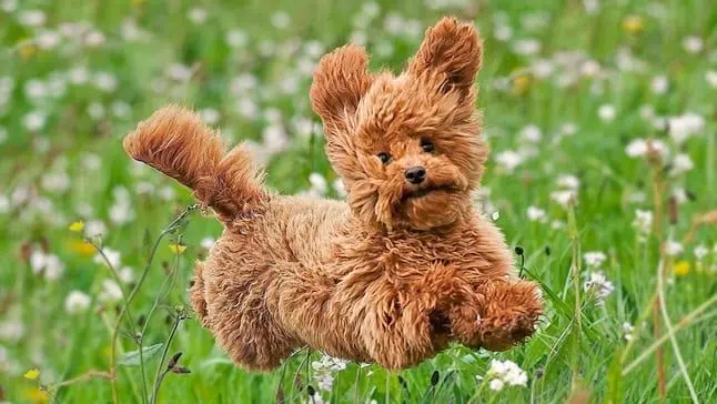 caniche mini corriendo