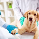 perro tras sesion de quimioterapia