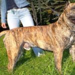 spanish bulldog