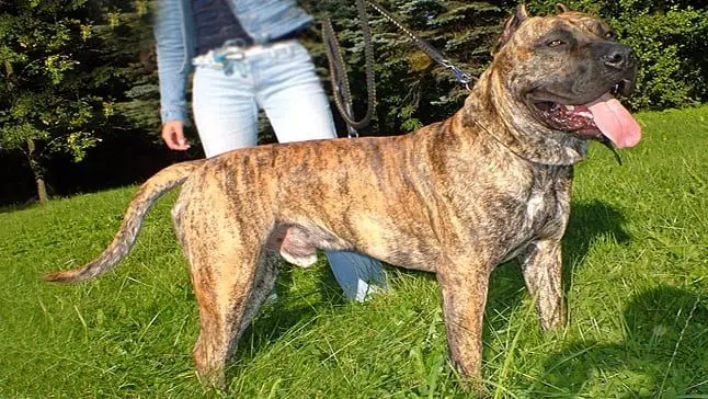 spanish bulldog