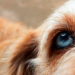 ojo de un perro
