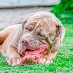 perro comiendo carne cruda