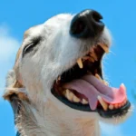 perro con la boca abierta mostrando dientes y encias