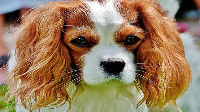 Cavalier King Charles Spaniel blanco y fuego