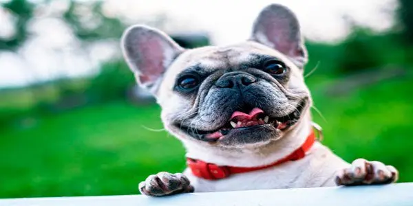 bulldog frances