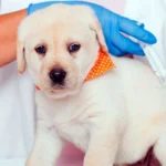 cachorro recibiendo la vacuna polivalente
