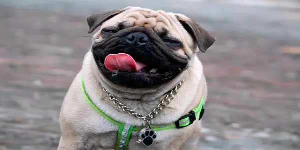 pug