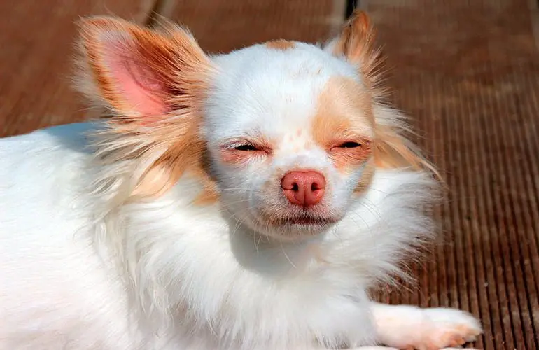 Chihuahua