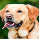 cabeza de perro con señales de calma