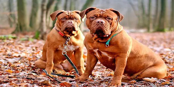 dos dogos de burdeos posando en el bosque