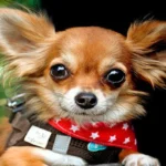 perro pqeuño 1