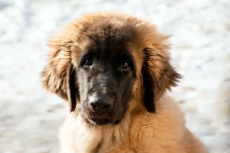 Leonberger-cachorro