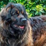 Leonberger1