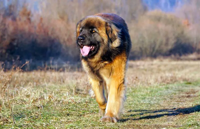 Leonberger2