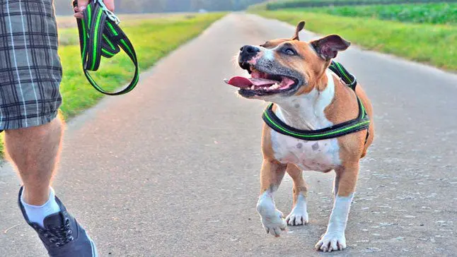 American Pitbull terrier paseando con su dueño