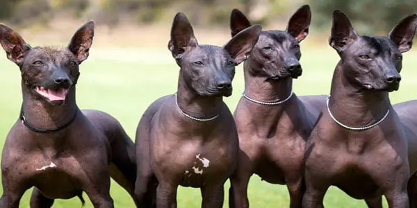 Perros Xoloitzcuintles