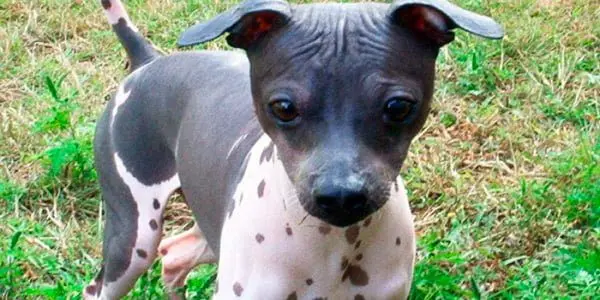 cachorro de american hairless terrier