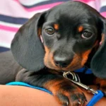 cachorro en brazos