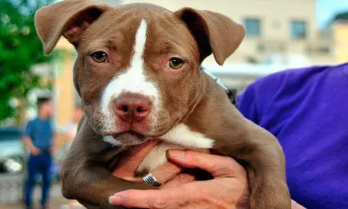 Cachorro de American Pitbull Terrier