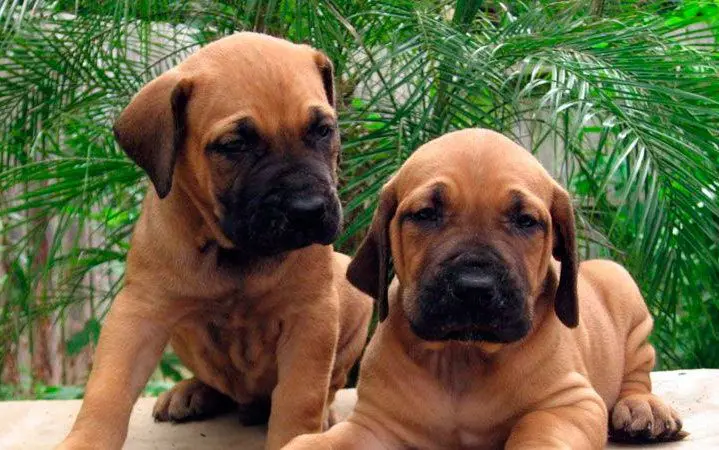 fila-brasileiro-cachorros