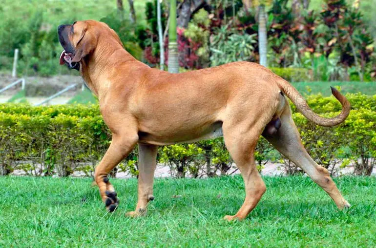 fila-brasileiro-jugando