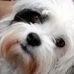 perro