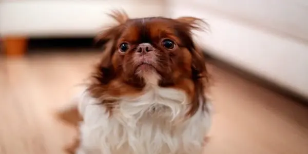 perro asustado