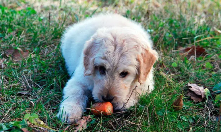 perro comiendo zanahoria
