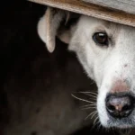 perro escondido