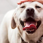 perro labrador