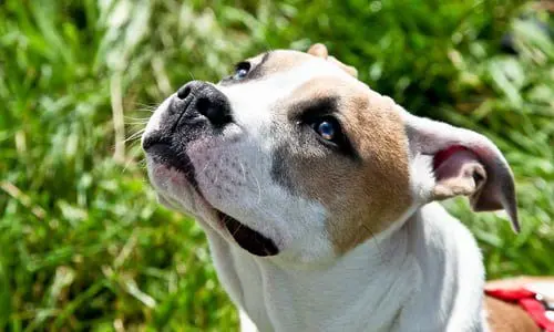 perra pitbull