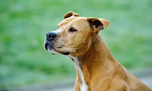 perro pitbull observando