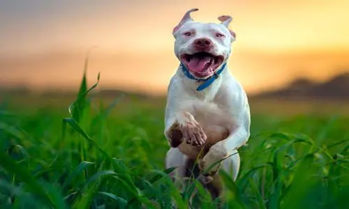 perro pitbull corriendo
