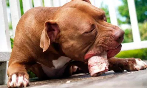 american pitbull terrier comiendo un hueso crudo