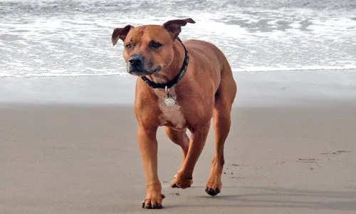 perro pitbull jugando en la playa