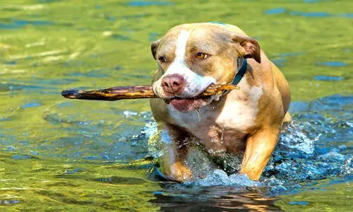 American Pitbull jugando antes de entrenar