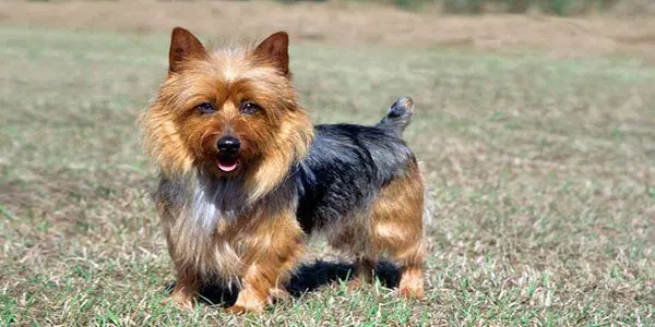 Perro terrier Australiano marrón y negro