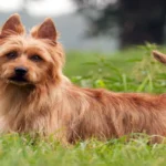 terrier australiano2