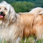 terrier tibetano
