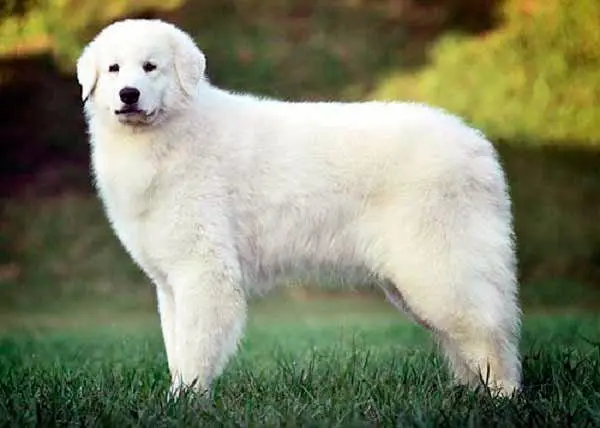 KUVASZ-adulto