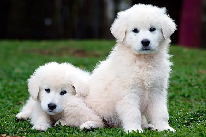 KUVASZ-cachorros