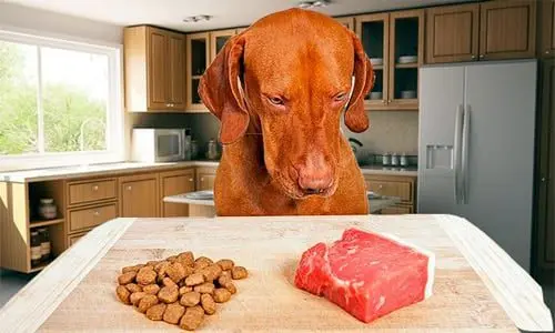 perro eliogiendo entre carne y pienso