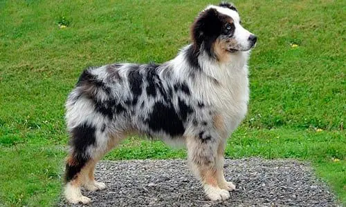 perro pastor australiano